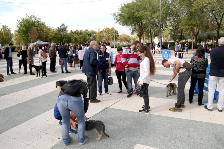 Feria de Adopción de Mascotas - Imagen de una persona acariciando un perro.