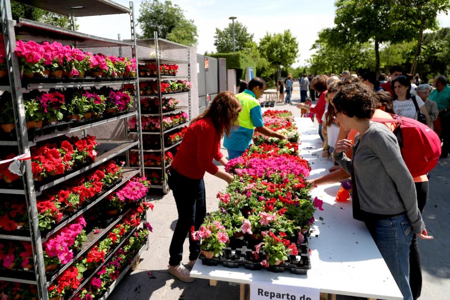 Día del Medio Ambiente 2018 - Imagen de las plantas expuestas para regalar.