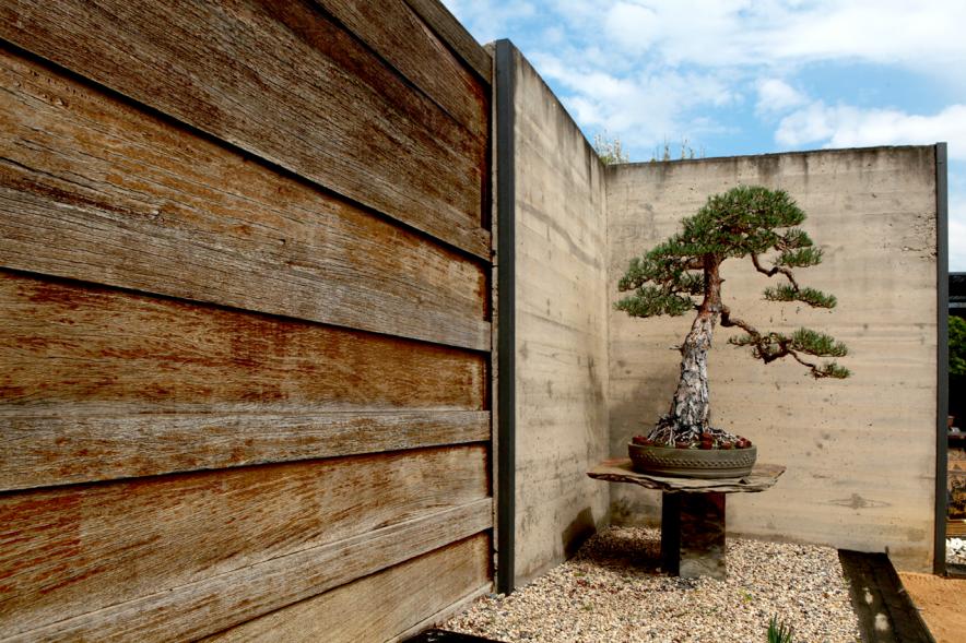 Bonsai a las puertas del museo municipal del bonsai Luis Vallejo