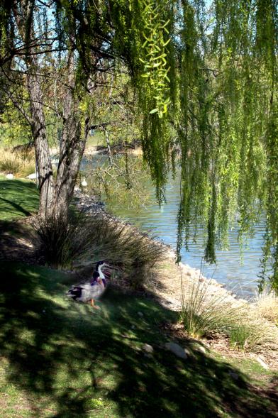 Un ganso descansa a la sombra de un sauce llorón a la orilla del lago en el parque Andalucía de Alcobendas