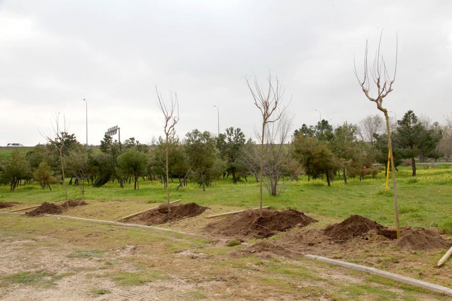 Plantación "Un Árbol por Nuestro Futuro"