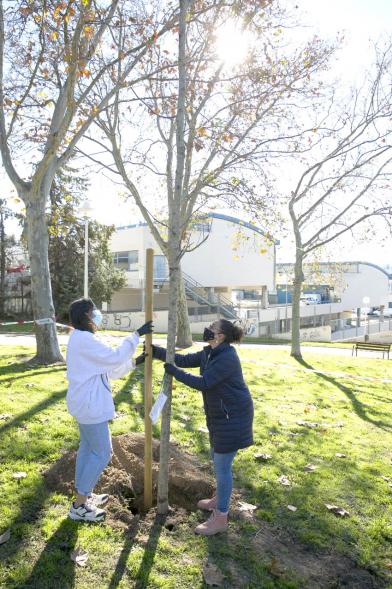 Plantación de Árboles por parte de Niños y Niñas del Consejo de la Infancia -  Imagen de Cristina Martinez,  concejal de medio ambientes, ayudando a una joven a plantar un árbol.
