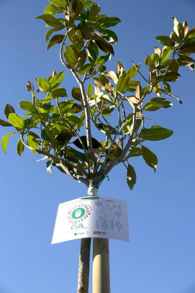 Plantación de Árboles por parte de Niños y Niñas del Consejo de la Infancia -  Primer plano de árbol  señalizado con un cartel de la celebración.