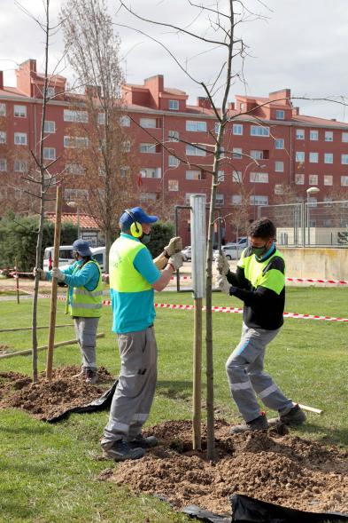 Operarios en un momento de la plantación de un árbol.