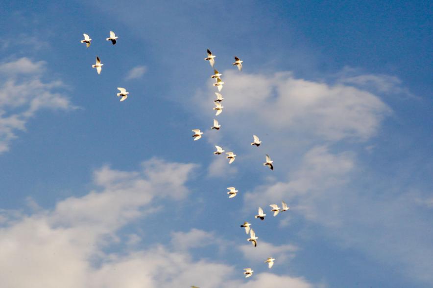 Presentación Obra "El Pequeño Libro de los Grandes Valores" - Imagen de  un grupo de palomas volando. 