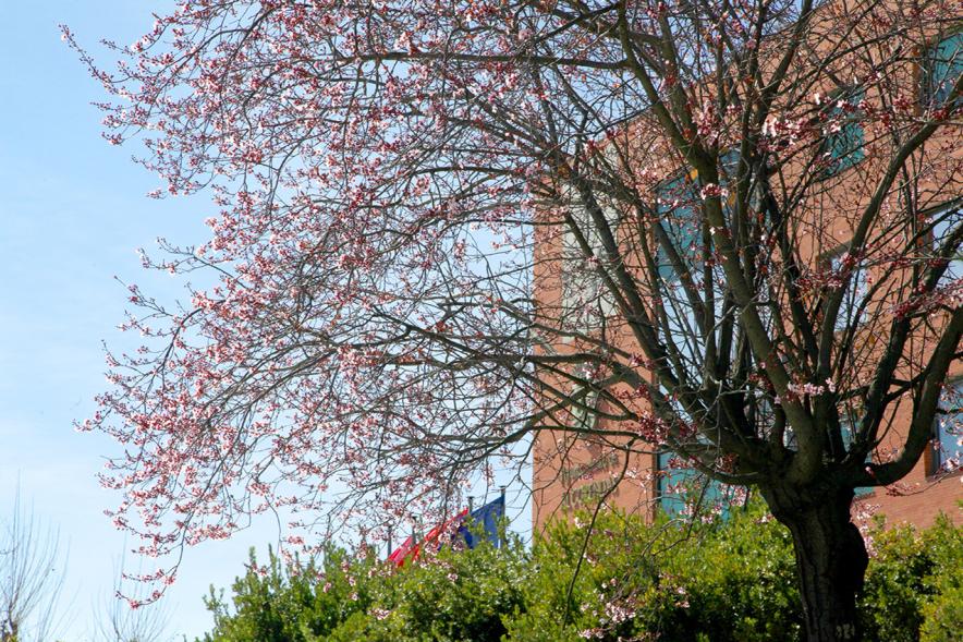 Visiones de la Primavera según Alumnos de Prácticas ESO en Departamento Comunicación - Imagen de la fachada del ayuntamiento de Alcobendas al fondo, en primer plano unas ramas de unos árboles.