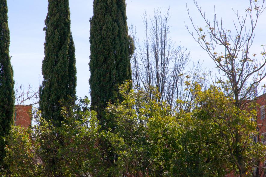 Visiones de la Primavera según Alumnos de Prácticas ESO en Departamento Comunicación - Imagen de los tres cipreses que hay delante de la fachada del ayuntamiento.