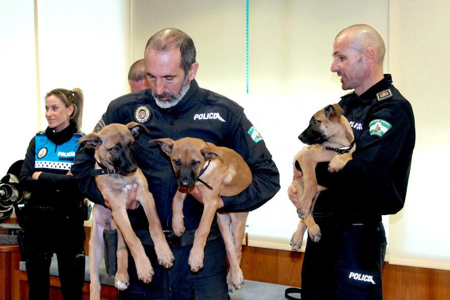 Entrega de Cachorros a Unidad Canina Policia Local de Granada - Imagen de miembros de la policía de Granada con los cachorros en sus brazos momentos antes de la entrega.