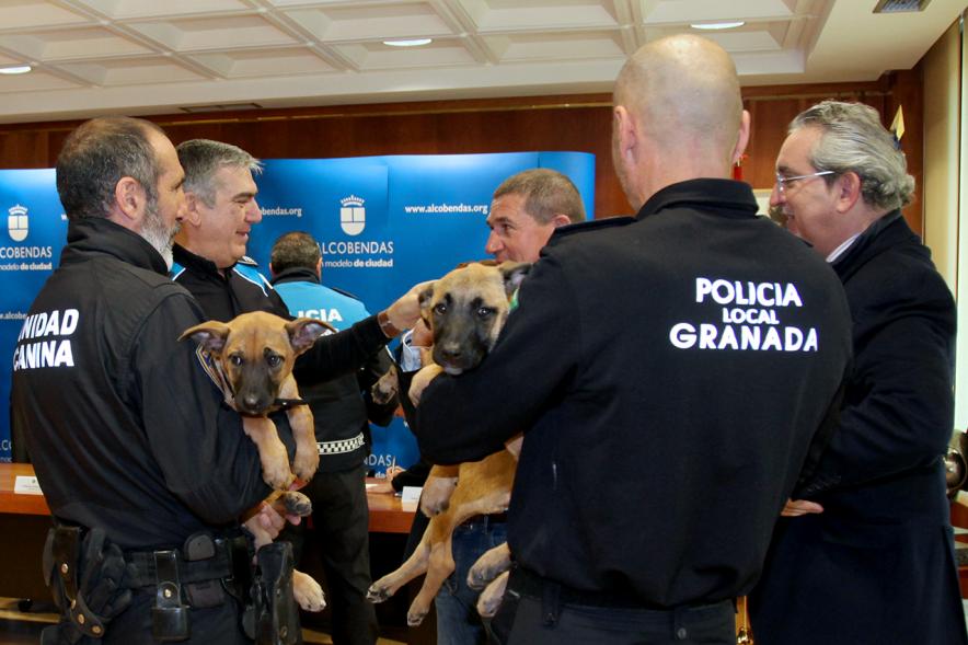Entrega de Cachorros a Unidad Canina Policia Local de Granada - Imagen de miembros de la policía de Granada con los cachorros en sus brazos momentos antes de la entrega.
