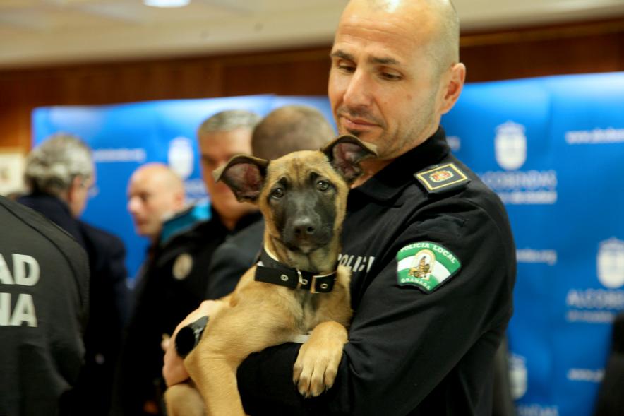 Entrega de Cachorros a Unidad Canina Policia Local de Granada - Imagen de un miembro de la policía de Granada con un cachorro en sus brazos.