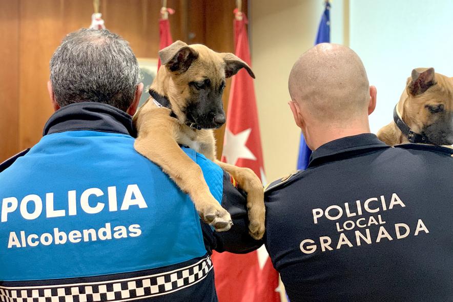 Entrega de Cachorros a Unidad Canina Policia Local de Granada - Imagen de un policía de Alcobendas con un cachorro en sus manos, justo después de la entrega.