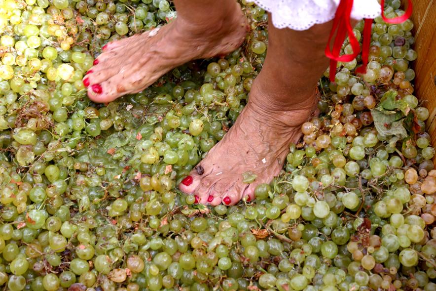 Pisada de la Uva en la Fiesta de la Vendimia de la Casa de Castilla La Mancha -Pisadora sobre las uvas.