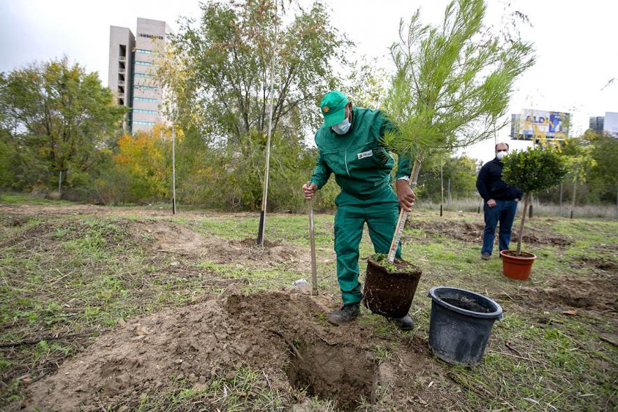 Plantación de arboles. Visita al Arco Verde de la Consejera de Medio Ambiente de la CAM – 2020