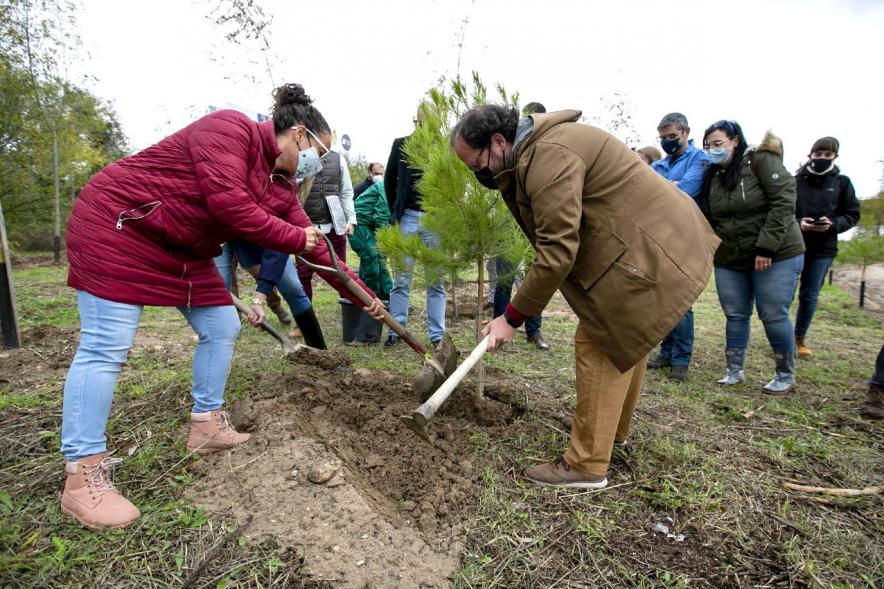 Plantación de arboles. Visita al Arco Verde de la Consejera de Medio Ambiente de la CAM - 2020. 