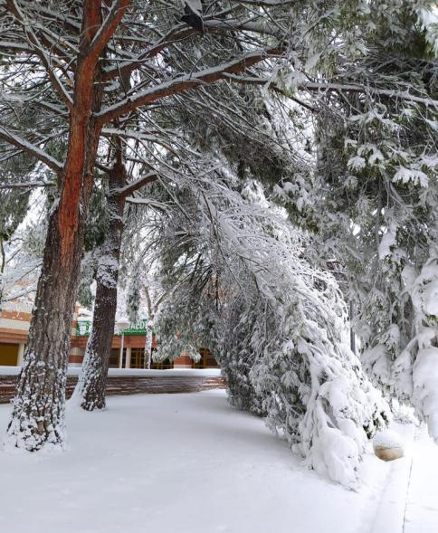 Árbol Cubierto de nieve