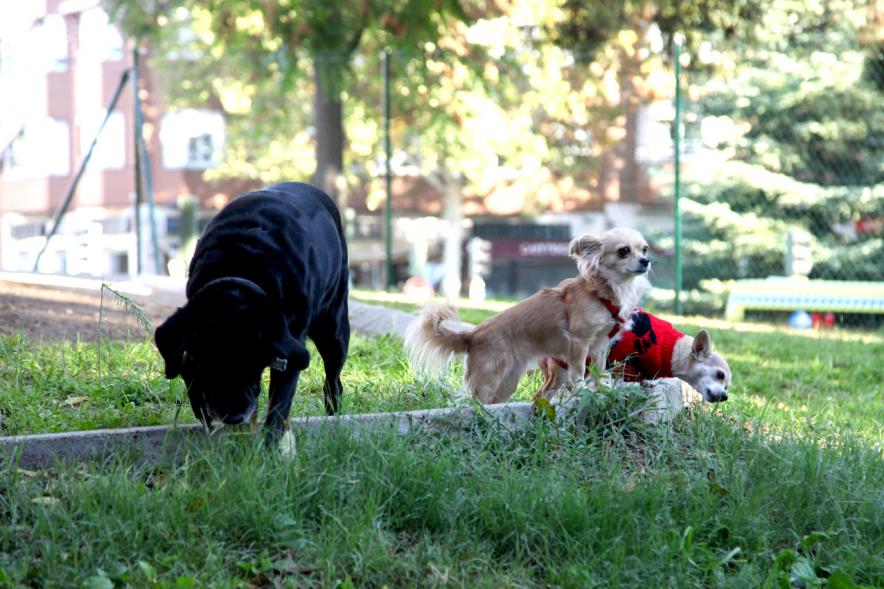 Visita a la Nueva Zona de Perros en Libertad en Distrito Centro - Imagen de unos perros utilizando su nueva zona.