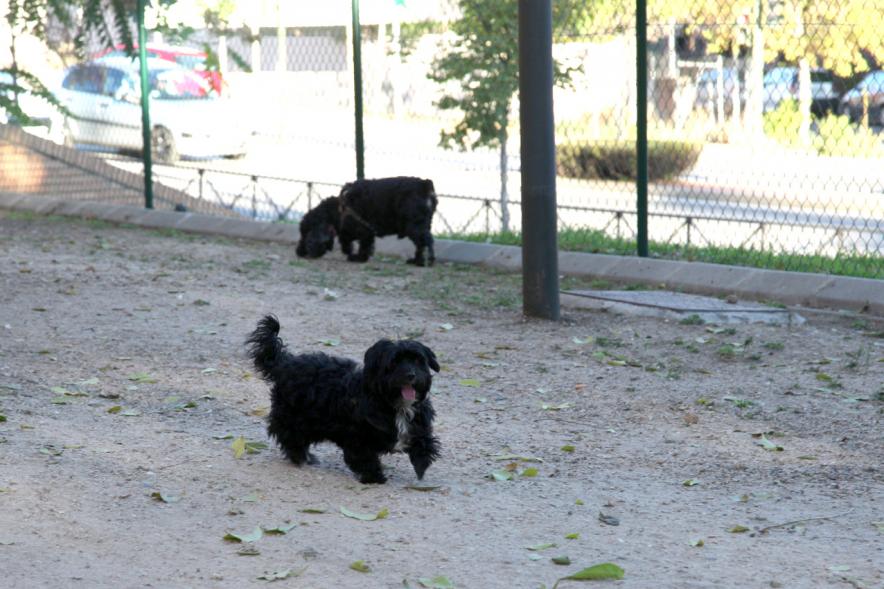 Visita a la Nueva Zona de Perros en Libertad en Distrito Centro - Imagen de unos perros utilizando su nueva zona.