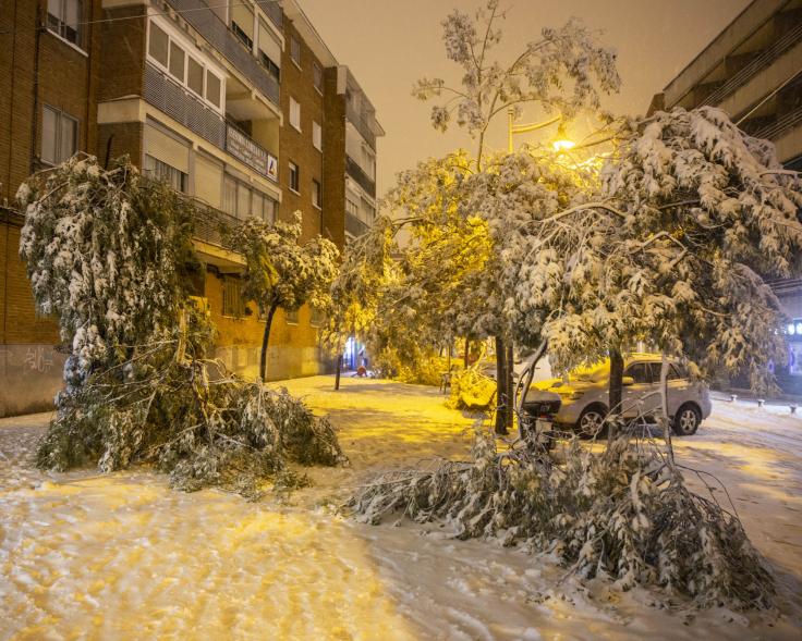 Arboles rotos por la nieve