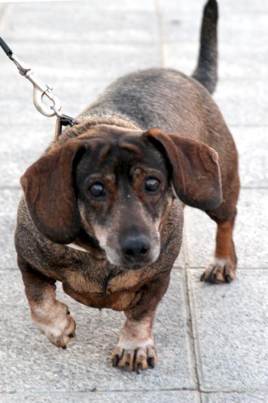 Bendición de Animales por San Antón en la Parroquia San Juan XXIII - Imagen primer plano de un perro en el exterior de la iglesia.
