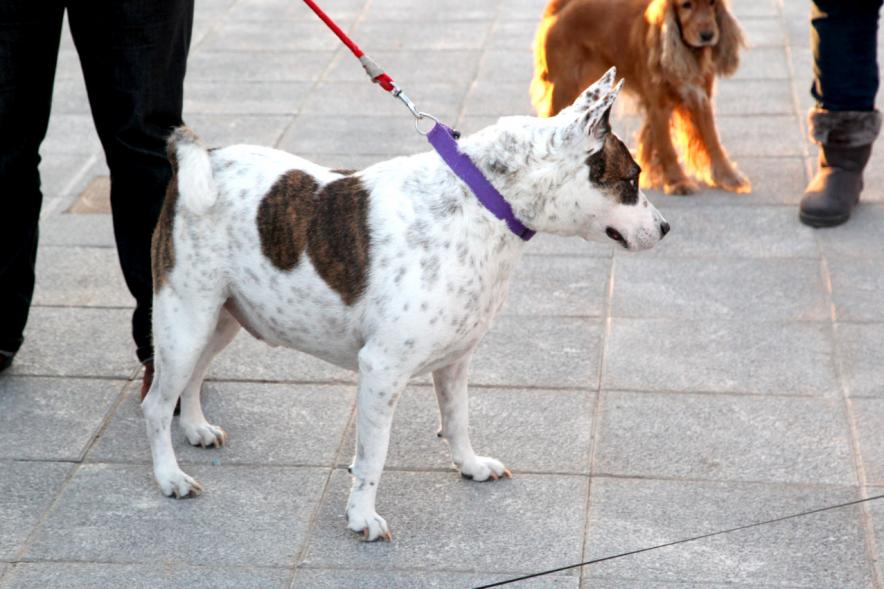 Bendición de Animales por San Antón en la Parroquia San Juan XXIII - Imagen primer plano de un perro en el exterior de la iglesia.