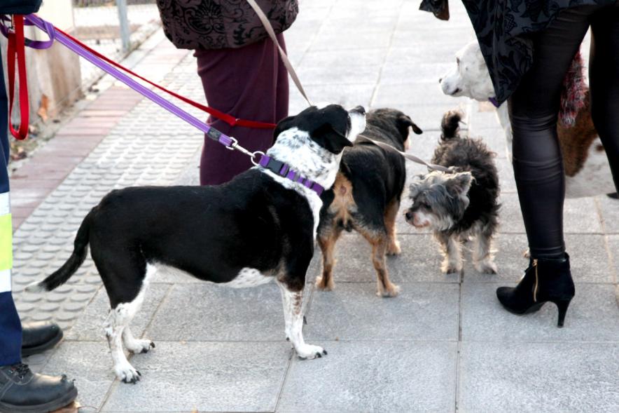 Bendición de Animales por San Antón en la Parroquia San Juan XXIII - Imagen primer plano de unos perros en el exterior de la iglesia.