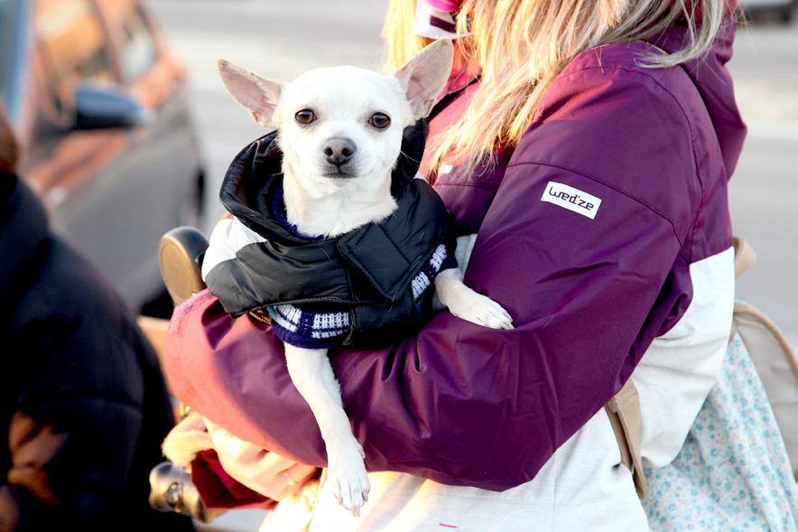Bendición de Animales por San Antón en la Parroquia San Juan XXIII - Imagen primer plano de un perro en el exterior de la iglesia.