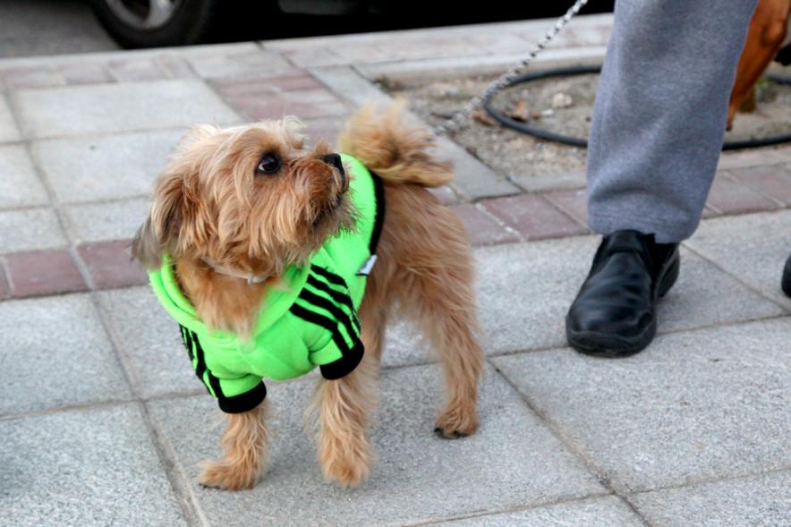 Bendición de Animales por San Antón en la Parroquia San Juan XXIII - Imagen primer plano de un perro en el exterior de la iglesia.