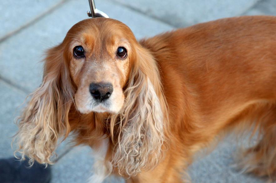 Bendición de Animales por San Antón en la Parroquia San Juan XXIII - Imagen primer plano de un perro en el exterior de la iglesia.