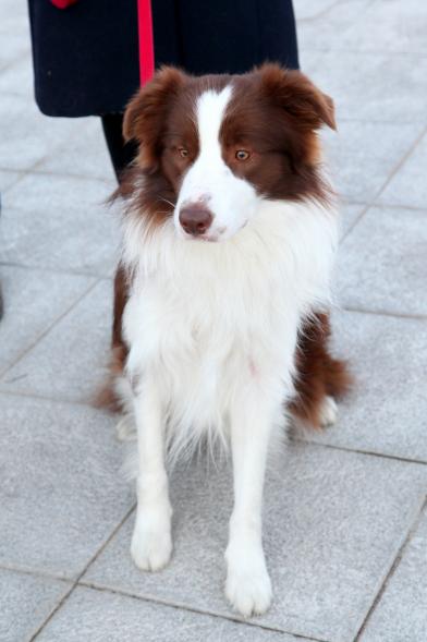 Bendición de Animales por San Antón en la Parroquia San Juan XXIII - Imagen primer plano de un perro en el exterior de la iglesia.