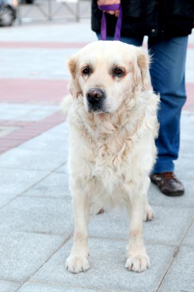 Bendición de Animales por San Antón en la Parroquia San Juan XXIII - Imagen primer plano de un perro en el exterior de la iglesia.