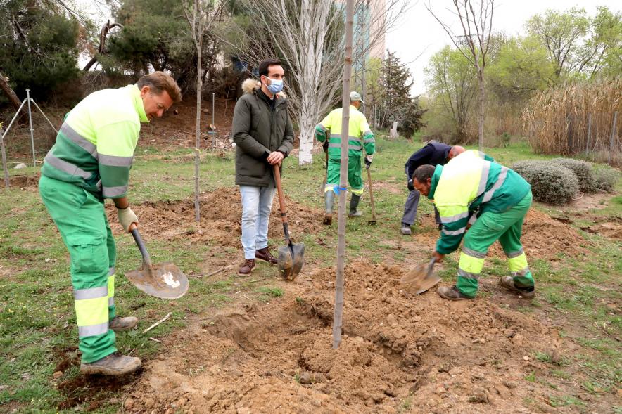 Detalle operarios tapando las raíces a paladas 