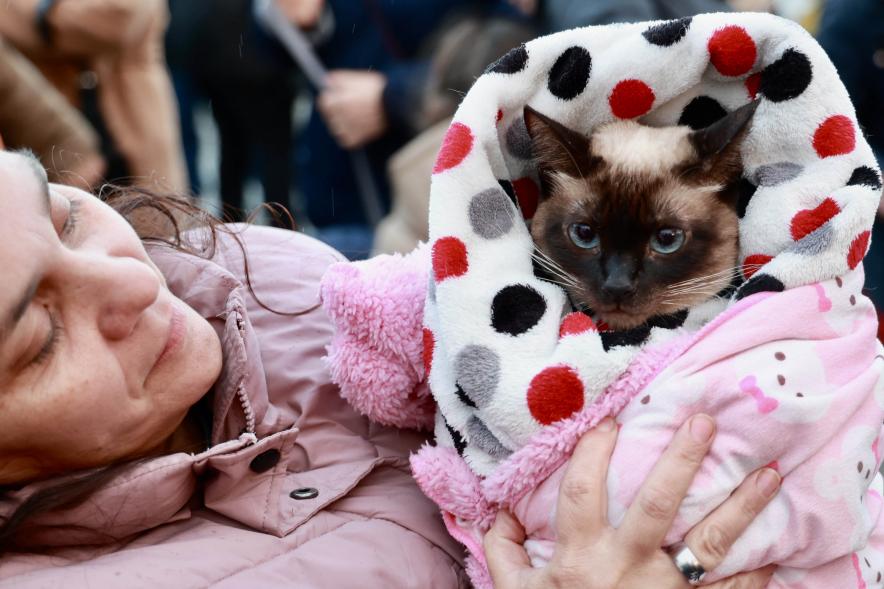 Fiesta de San Antón 2024, bendición gato