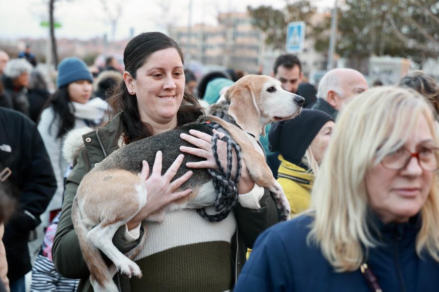 Fiesta de San Antón 2024, bendición perro