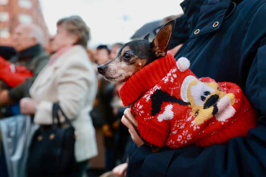 Fiesta de San Antón 2024, bendición perro