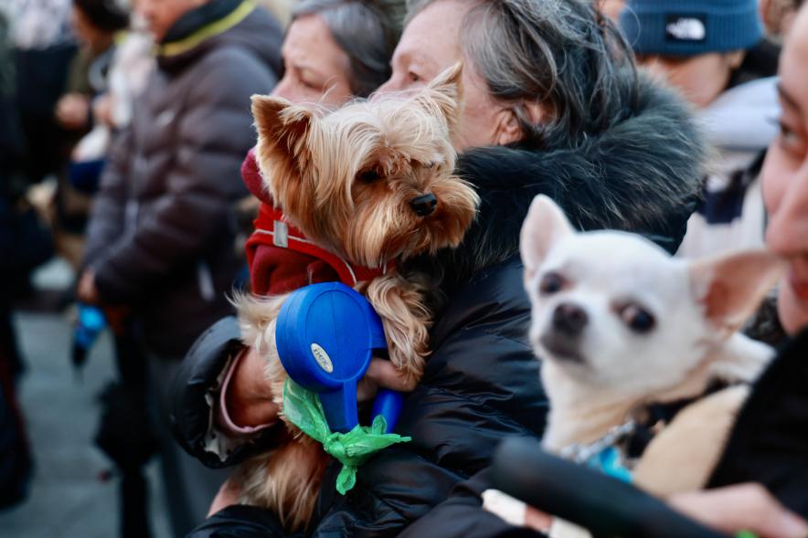 Fiesta de San Antón 2024, bendición perro
