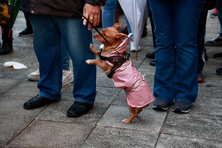 Fiesta de San Antón 2024, bendición perro