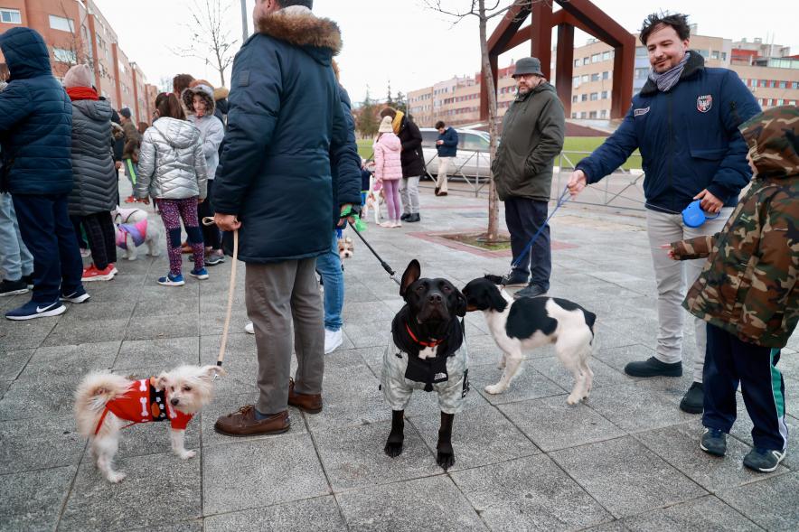 Fiesta de San Antón 2024, bendición perro