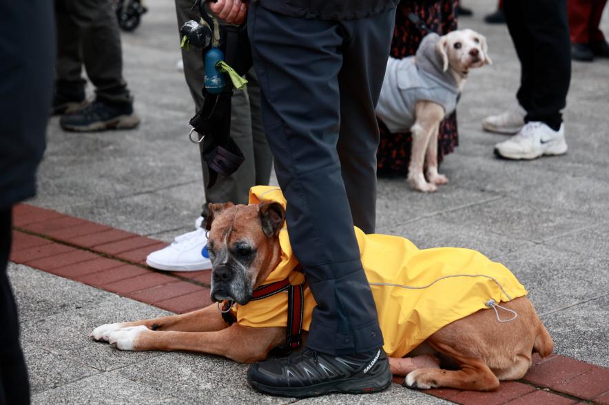 Fiesta de San Antón 2024, bendición perro