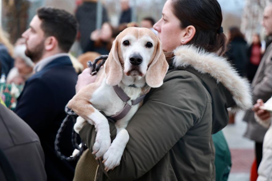 Fiesta de San Antón 2024, bendición perro