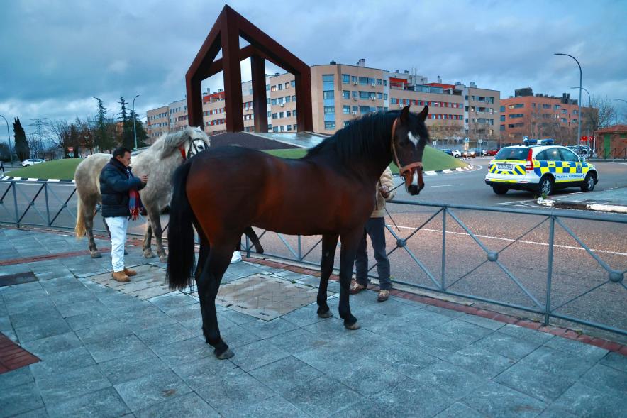Fiesta de San Antón 2024, caballos