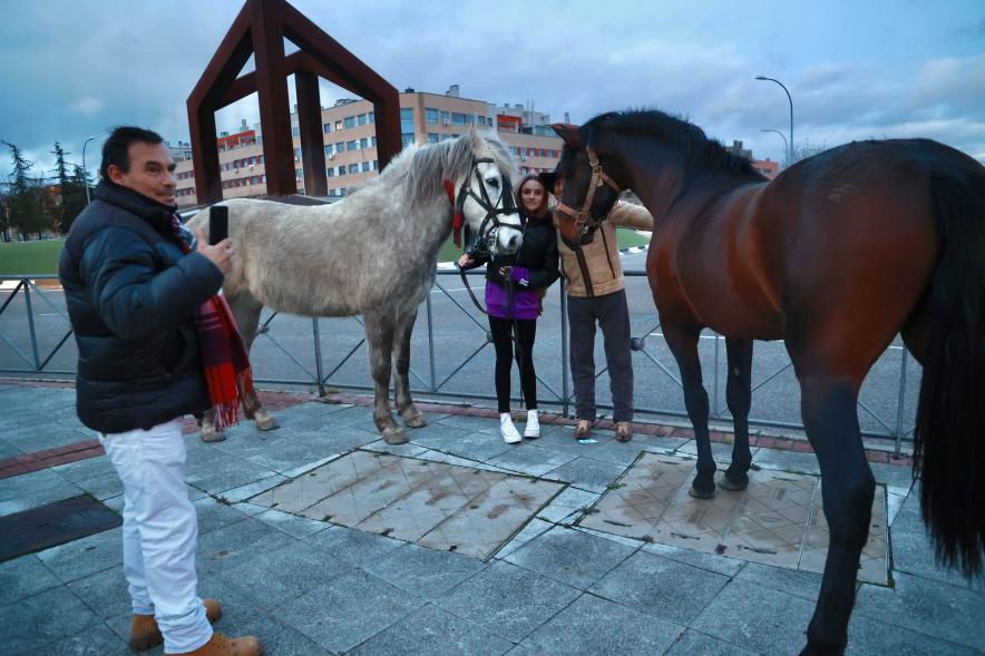 Fiesta de San Antón 2024, caballos