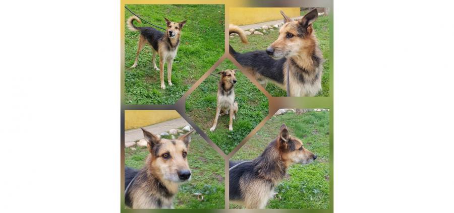 Animales en adopción. Calibras