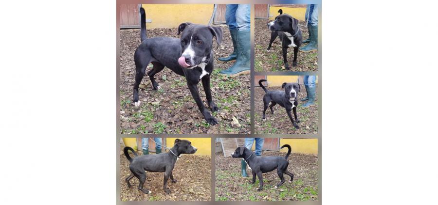 Animales en adopción. Luna