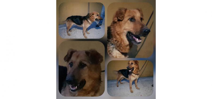 Animales en adopción. Margarita