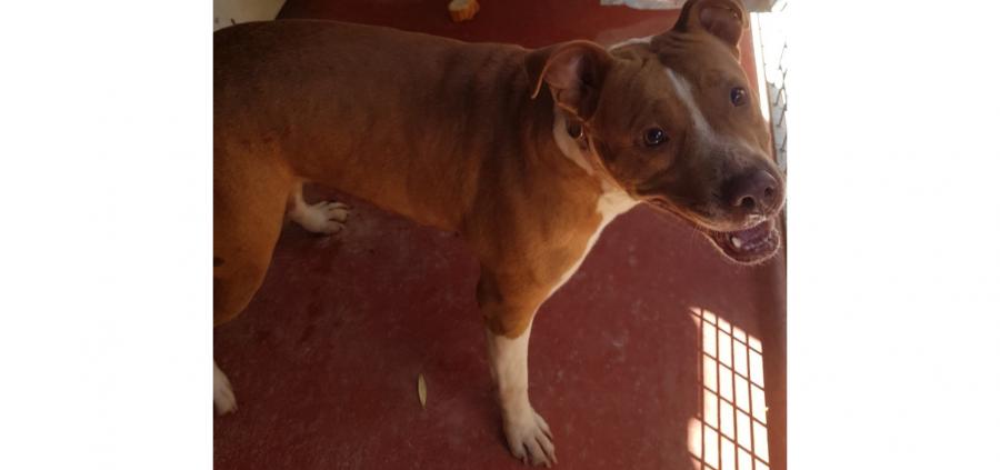 Animales en adopción. Bull